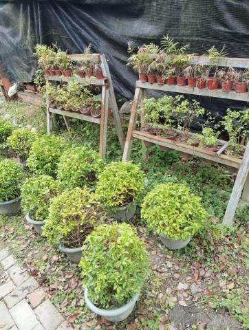 春天農忙，暫不接案。感謝青睞，銘謝惠顧。 - 園藝維護