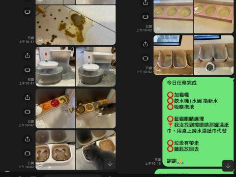 美琪寵物保姆(到府居家殘貓照顧） - 傳給客戶對比圖，完成工作匯報