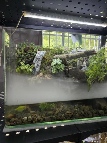 秧藍園藝 林先生 - 溪流生態缸-成品