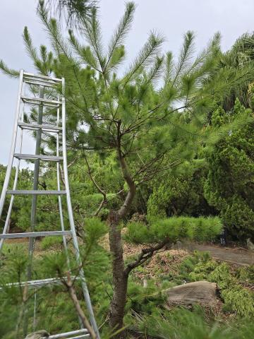 秧藍園藝 林先生 - 五葉松修剪-前