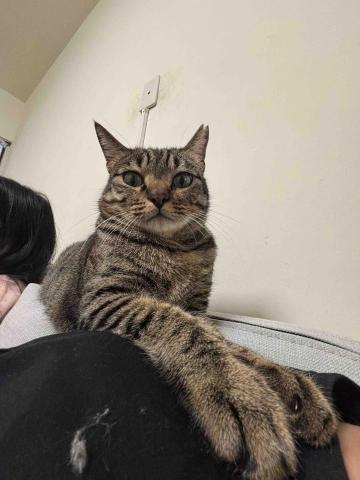 周聖棠 - 我家的貓咪！他叫春捲 他是弟弟