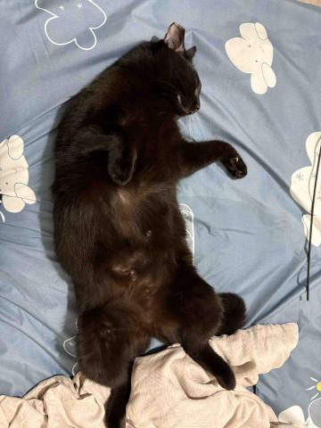 予鹿寵物工作室 - 