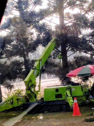 春天農忙，暫不接案。感謝青睞，銘謝惠顧。 - 巨木修剪