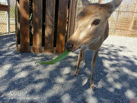 自己接案 - 屏東鹿境內的鹿 近照