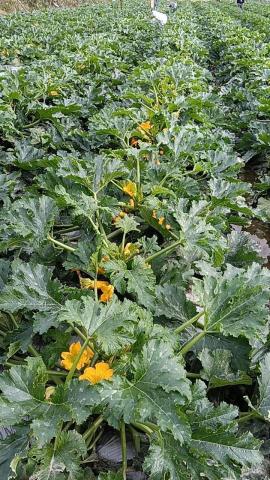 春天農忙，暫不接案。感謝青睞，銘謝惠顧。 - 節瓜