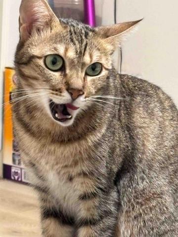 周聖棠 - 我家的第二隻貓咪 他叫花捲 她是姊姊！