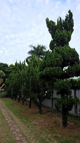 秧藍園藝 林先生 - 造型龍柏-前