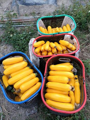 春天農忙，暫不接案。感謝青睞，銘謝惠顧。 - 採收收