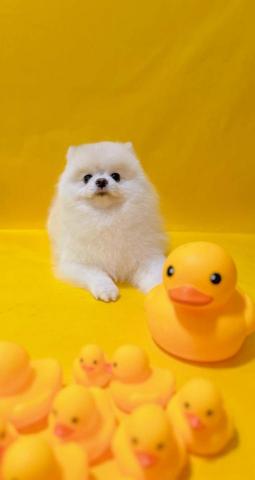 寵物照顧陪伴 - 剛洗完澡，像極了入口即化的棉花糖