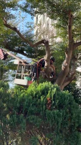 秧藍園藝 林先生 - 中科大飯店-喬木高空修剪