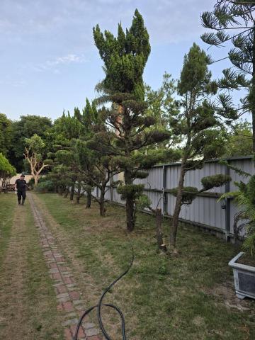 秧藍園藝 林先生 - 造型龍柏-後