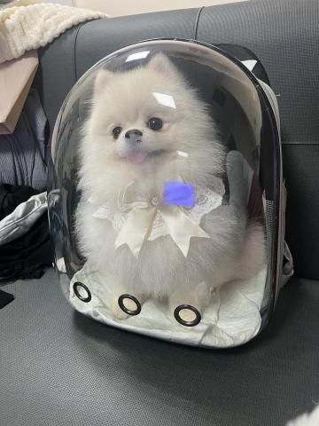 寵物照顧陪伴 - 準備出遊散步的孩紙