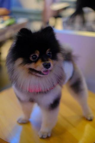 寵物照顧陪伴 - 很有個性的小王紙