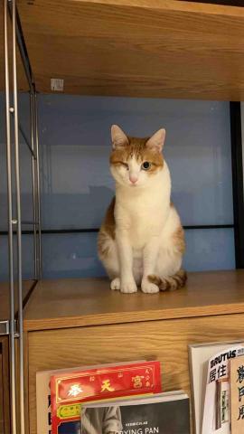 summer寵物保母 - 小葵：是個聰明的孩子，剛開始跟我保持安全距離，我稍微靠近一點會被牠打?