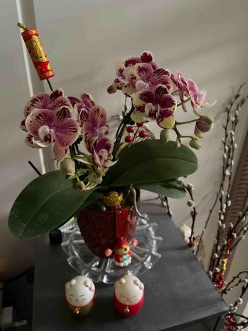 提供查修服務的專家阿達