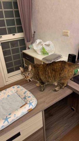 summer寵物保母 - 蛋餅：第一天還害怕到躲在沙發下面不肯出來，第二天看到我就自己跑過來跟我互動，那種想靠近又不敢的樣子超可愛?