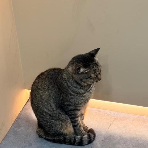 提供錄音服務的專家黃子庭