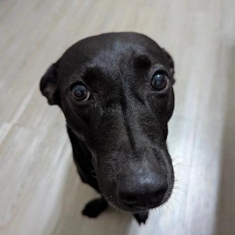 提供寄養服務的專家Ma Baola