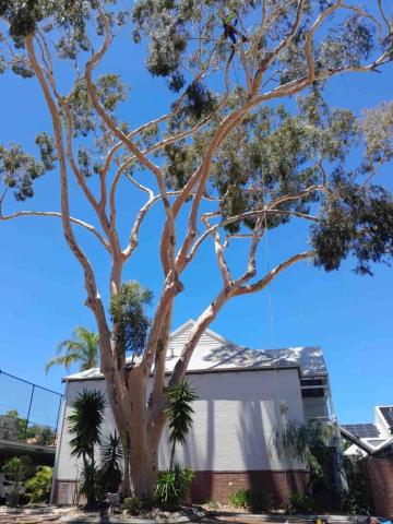 Vertex Access峰域技術 - 年度修剪