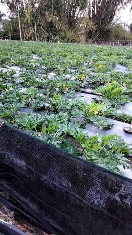 春天農忙，暫不接案。感謝青睞，銘謝惠顧。 - 節瓜花