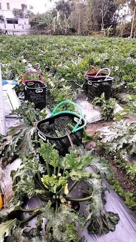 春天農忙，暫不接案。感謝青睞，銘謝惠顧。 - 節瓜採收