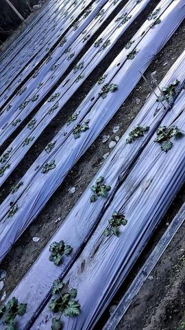 春天農忙，暫不接案。感謝青睞，銘謝惠顧。 - 育苗