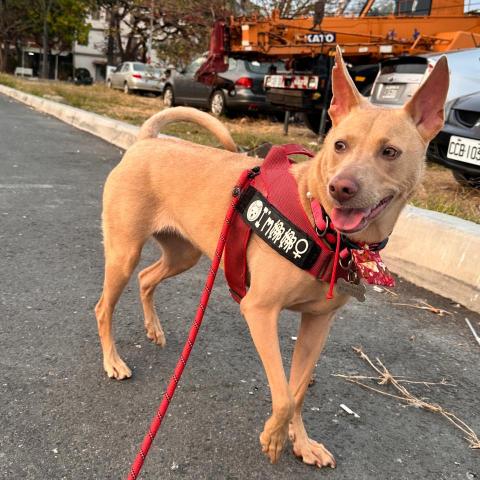 提供遛狗服務的專家遛狗日常