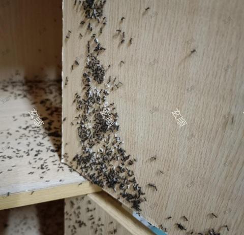 玄順環衛 | 台中除蟲/白蟻/精密規管 - 【玄順環衛｜台中琉璃蟻精密規管實錄】
​環境診斷： 深入追蹤台中住宅結構縫隙與外牆蟻道，精準定位琉璃蟻路徑。
​精密規管： 採用誘引式技術達成根源消除。非盲目噴灑，專注於白蟻與各類蟻種的行為阻斷。
​安全標準： 嚴選合規藥劑，落實寵物友善與低敏無毒環境守護，保障居家安全。
​專業背書： 導入 ISO 22000 / HACCP 監測思維，將專業的環境消毒與除蟲防治提升至食安規格。