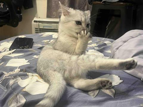 提供2024 fb服務的專家榴槤爺爺