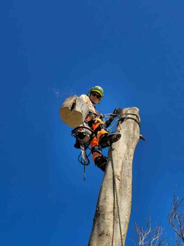 Vertex Access峰域技術 - 住宅樹木分段移除工程