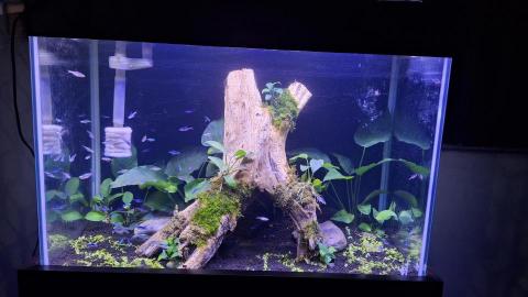 海盜水族代購 - 簡易魚缸造景案例