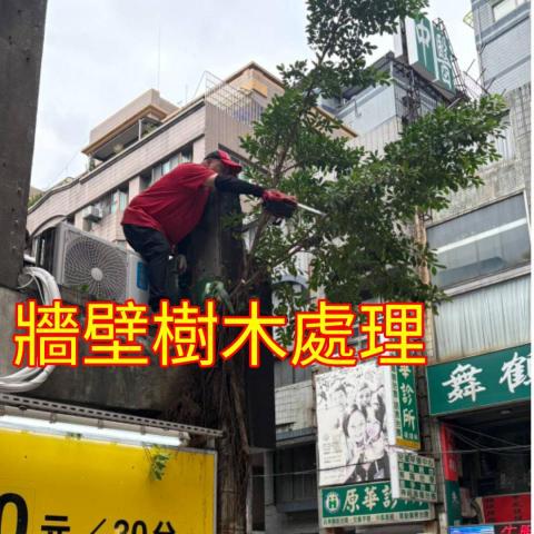 國王園藝社 劉阿嘎 - 外牆長樹處理  