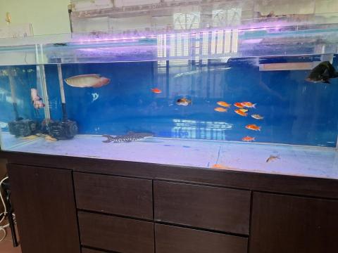 海盜水族代購 - 觀賞魚出貨前檢測以及暫養觀察?