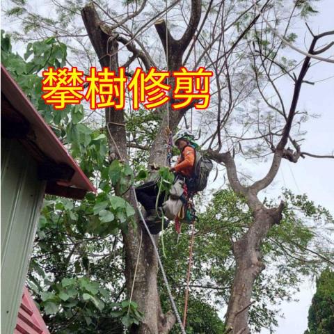 國王園藝社 劉阿嘎 - 國王園藝社