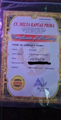 海盜水族代購 - 我們也提供中高端魚種代購，配合您的預算去做尋找