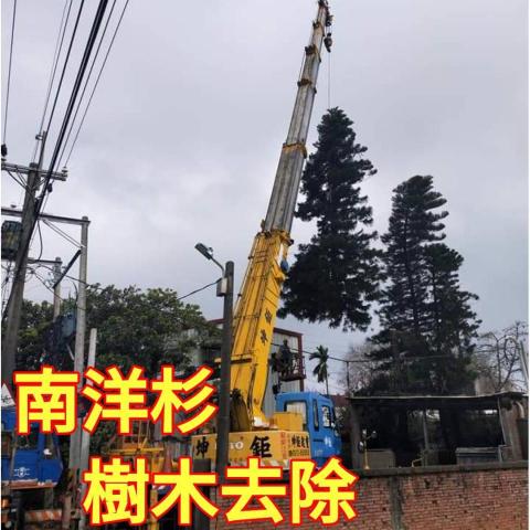 國王園藝社 劉阿嘎 - 國王園藝社