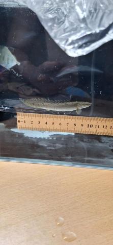 海盜水族代購 - 檢測觀賞魚長度、表現是否符合客戶需求