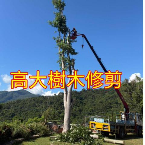 國王園藝社 劉阿嘎 - 高大樹木矮化修剪。專業修樹團隊