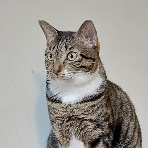 提供貓砂服務的專家Linda