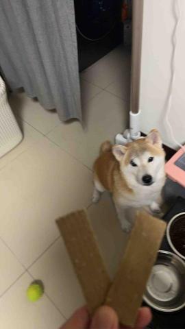 summer寵物保母 - 