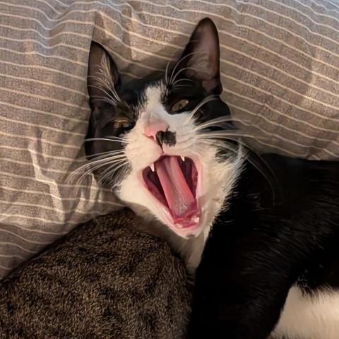 提供輕黏土公仔服務的專家飛天小狐狸