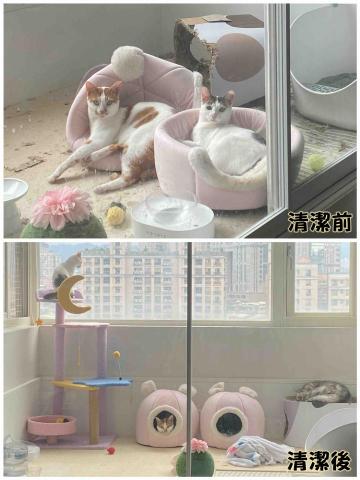 莉莉小姐✨空間精靈 - 毛孩空間清潔、整理、佈置，歡迎聯繫我！