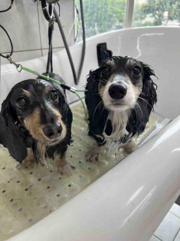 潭子寵物美容師推薦飽屋寵物美容