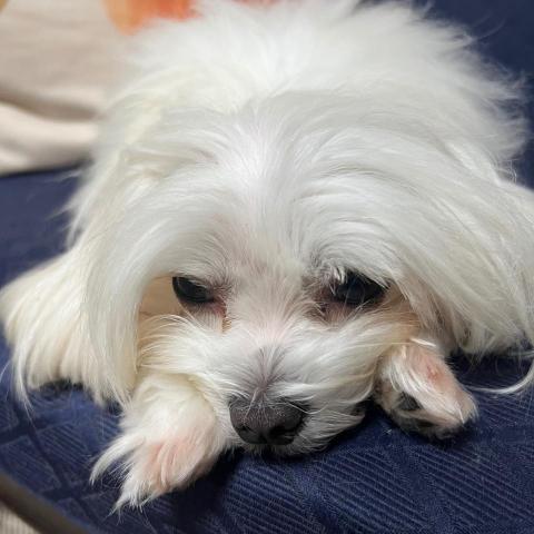 提供陸抖服務的專家269A11陸夸克