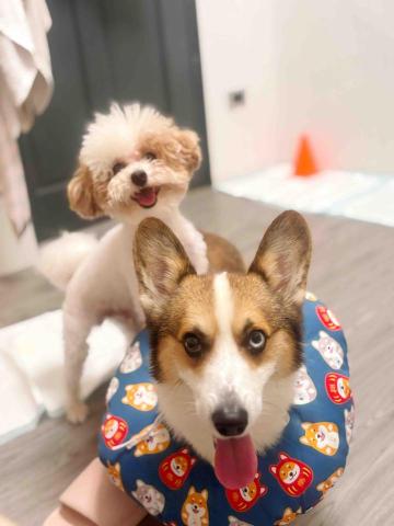 王怡雯 - 家中狗狗