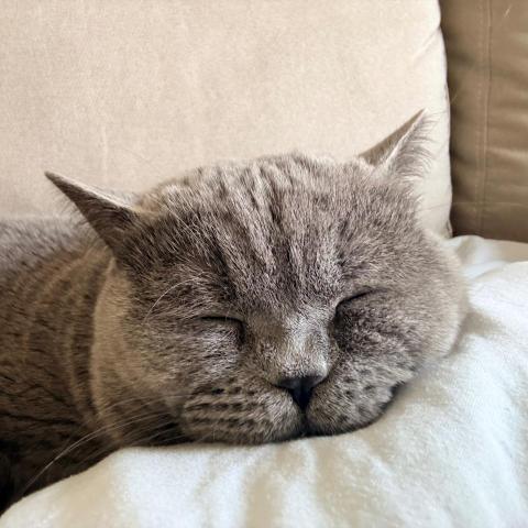 提供保母服務的專家吳小姐