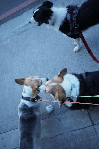 Zooe寵物保母、陪讀陪玩 - 寵物保姆-散步篇