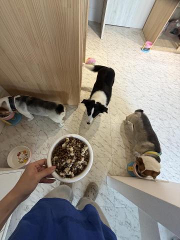 Zooe寵物保母、陪讀陪玩 - 接案寵物保母-一次帶三隻毛小孩去散步，散步回來再準備飼料給他們