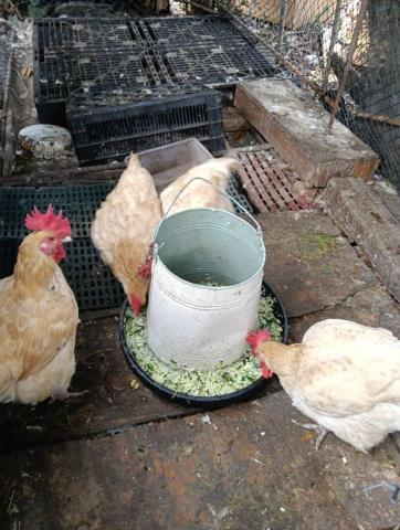 春天農忙，暫不接案。感謝青睞，銘謝惠顧。