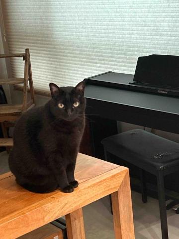 summer寵物保母 - 扭打：看起來有點高冷的寶貝，實際上非常會撒嬌?